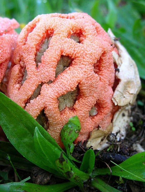 Clathrus ruber? (Bracciano - RM) 24.10.06
